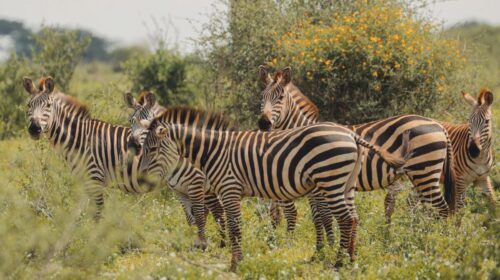 Safest Countries to Visit in Africa 2026 — Safest Countries to Visit in Africa 2026: Top 5 Picks — Photo by Amani Allan on Pexels