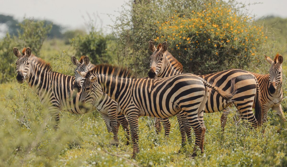 Safest Countries to Visit in Africa 2026 — Safest Countries to Visit in Africa 2026: Top 5 Picks — Photo by Amani Allan on Pexels