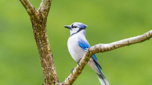 Beginner's Guide Bird Identification — Beginner's Guide Bird Identification: Easy Steps for 2026 — Photo by Mohan Nannapaneni on Pexels