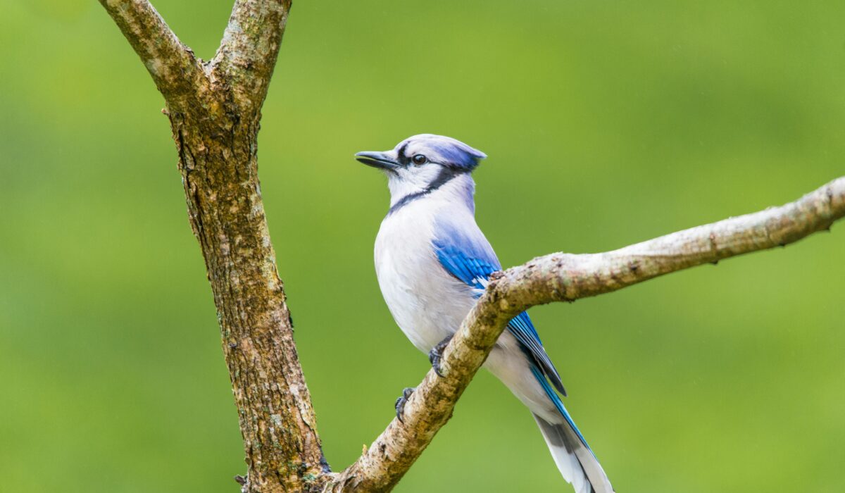 Beginner's Guide Bird Identification — Beginner's Guide Bird Identification: Easy Steps for 2026 — Photo by Mohan Nannapaneni on Pexels