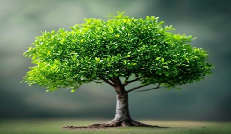 how to identify common tree species — How to Identify Common Tree Species: Easy 2026 Guide