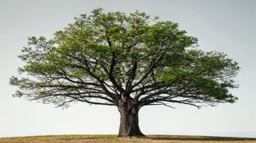 deciduous tree cycles 2026 guide — Deciduous Tree Cycles 2026 Guide: Essential Understanding