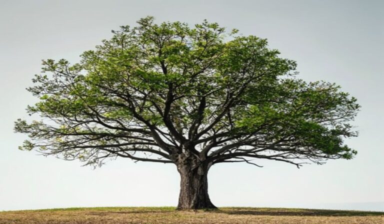 deciduous tree cycles 2026 guide — Deciduous Tree Cycles 2026 Guide: Essential Understanding
