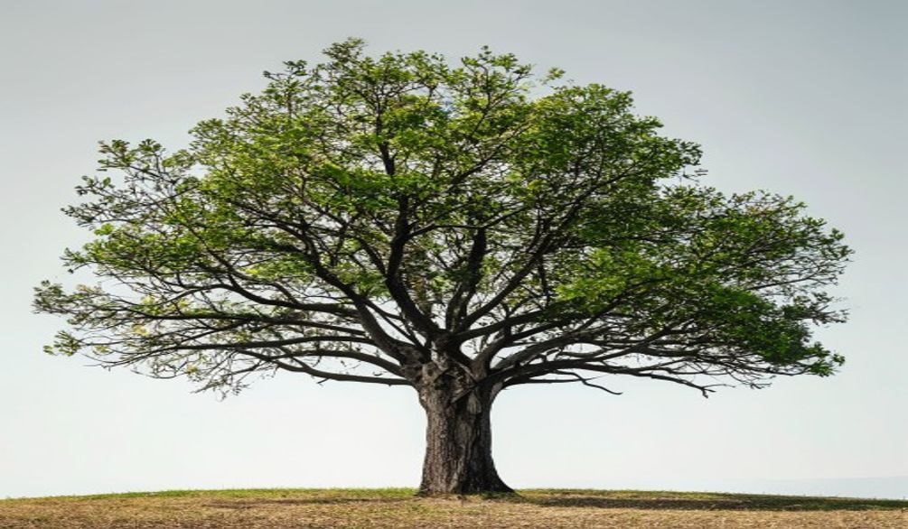 deciduous tree cycles 2026 guide — Deciduous Tree Cycles 2026 Guide: Essential Understanding