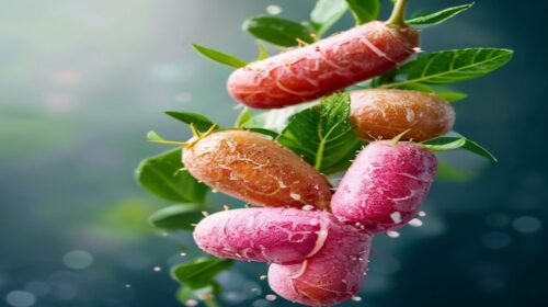 Top 5 Probiotics Health Benefits 2026 — Top 5 Probiotics Health Benefits 2026: Essential Guide