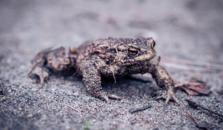 How to Identify Common Reptiles and Amphibians 2026 — How to Identify Common Reptiles and Amphibians 2026: Easy Guide — Photo by Mr Alex Photography on Pexels