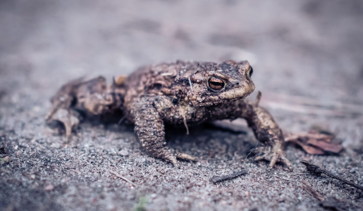 How to Identify Common Reptiles and Amphibians 2026 — How to Identify Common Reptiles and Amphibians 2026: Easy Guide — Photo by Mr Alex Photography on Pexels