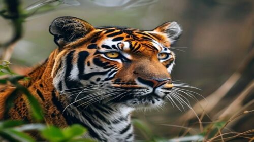 how to photograph wildlife ethically 2026 — How to Photograph Wildlife Ethically 2026: Complete Beginner's Guide