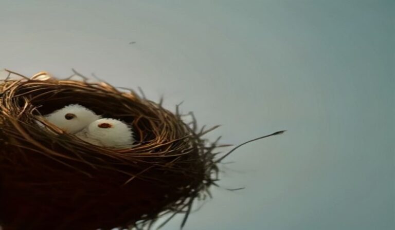 Beginner's Guide to Bird Nest Identification 2026 — Beginner's Guide to Bird Nest Identification 2026: Ultimate Tips