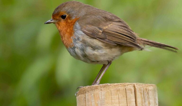 Identifying Common Garden Birds 2026 — Identifying Common Garden Birds 2026: Essential Guide — Photo by Steve Arnold on Pexels