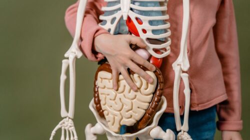 gut microbiome health benefits 2026 — Gut Microbiome Health Benefits 2026: Top 5 Essential Guide — Photo by MART PRODUCTION on Pexels
