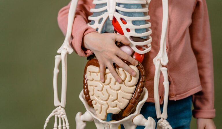 gut microbiome health benefits 2026 — Gut Microbiome Health Benefits 2026: Top 5 Essential Guide — Photo by MART PRODUCTION on Pexels