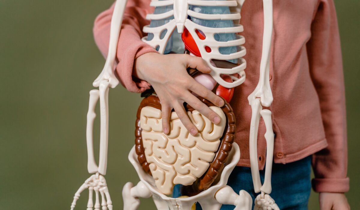 gut microbiome health benefits 2026 — Gut Microbiome Health Benefits 2026: Top 5 Essential Guide — Photo by MART PRODUCTION on Pexels