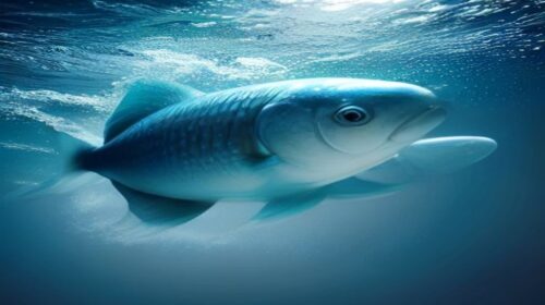 Top 5 Health Benefits of Omega-3s 2026 — Top 5 Health Benefits of Omega-3s 2026: Essential Guide