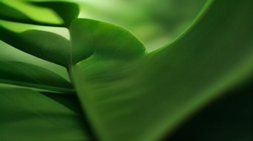 How to Identify Common Tree Leaves 2026 — How to Identify Common Tree Leaves 2026: Easy Guide