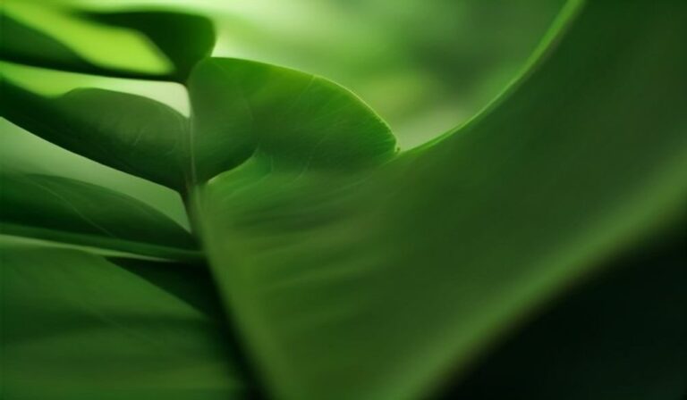 How to Identify Common Tree Leaves 2026 — How to Identify Common Tree Leaves 2026: Easy Guide