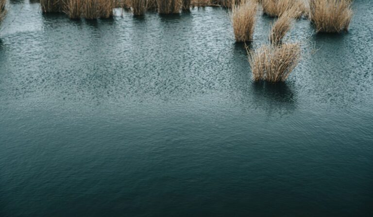 wetland conservation strategies 2026 — Wetland Conservation Strategies 2026: Essential Guide — Photo by Stanislav Kondratiev on Pexels
