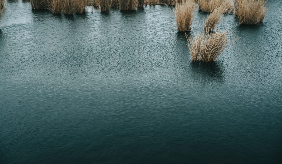 wetland conservation strategies 2026 — Wetland Conservation Strategies 2026: Essential Guide — Photo by Stanislav Kondratiev on Pexels