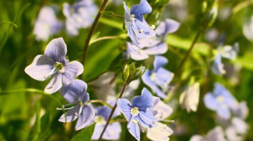 How to Identify Common Wildflowers 2026 — How to Identify Common Wildflowers 2026: Easy Guide — Photo by Alyona Nagel on Pexels