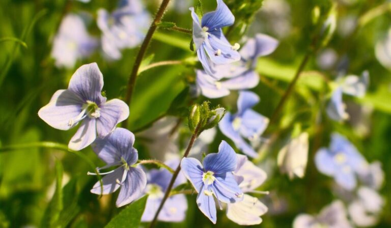 How to Identify Common Wildflowers 2026 — How to Identify Common Wildflowers 2026: Easy Guide — Photo by Alyona Nagel on Pexels